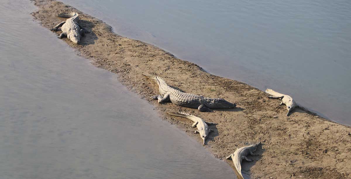 राप्ती र नारायणीमा भेटिए ९ भाले घडियाल गोही