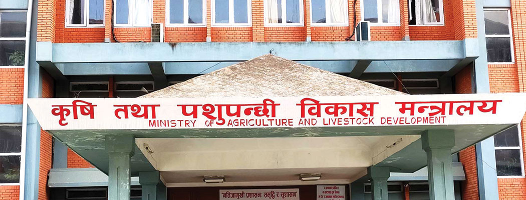 वर्षाका कारण धान उत्पादनमा तीन लाख मेट्रिक टनले कमी आउने