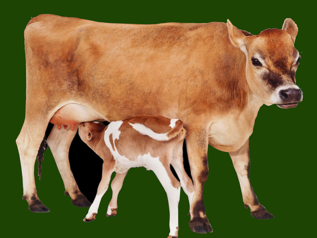 गोपाष्टमीलाई गौ संरक्षण दिवस घोषणा गर्न माग