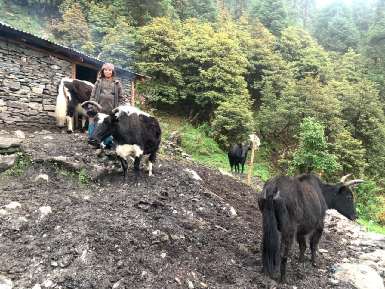 गोठ निर्माणमा अनुदान पाएपछि चौंरीपालक किसान हर्षित