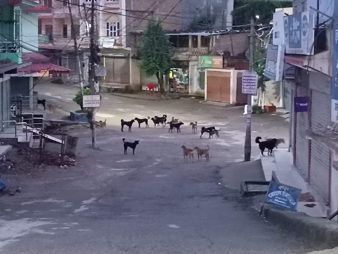 गाउँमा बँदेल र बाँदर, बजारमा कुकुर आतंक