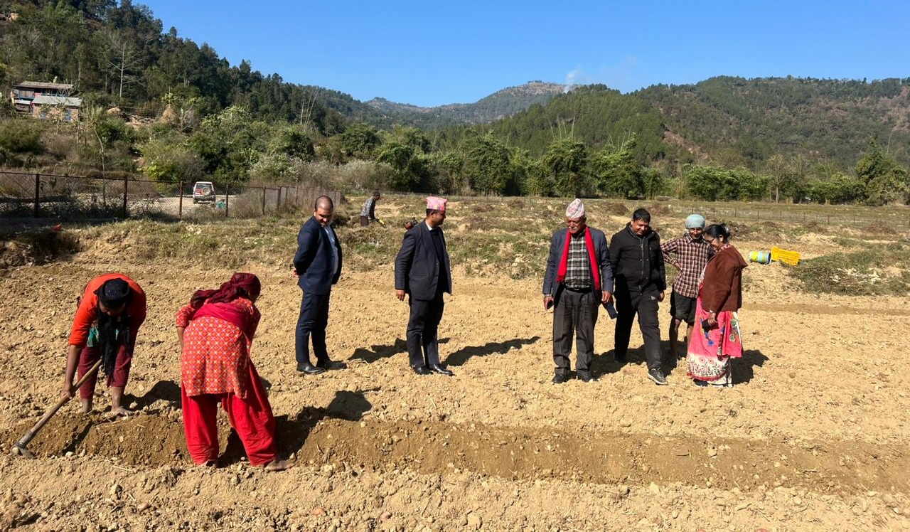 आलु खेतीमा जुट्यो छत्रदेव गाउँपालिका