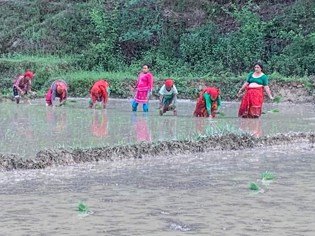 अर्घाखाँचीमा ४० प्रतिशत धान रोपाइँ सकियो