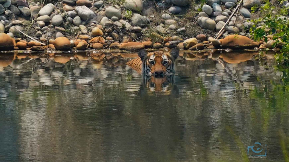 बढ्दो छ वन्यजन्तु–मानव द्वन्द्व, घोषणापत्रले छोएन