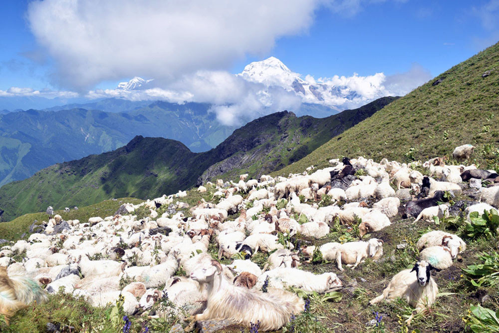 अज्ञात रोगले २३ भेडा मरेपछि हिमाका किसान चिन्तामा