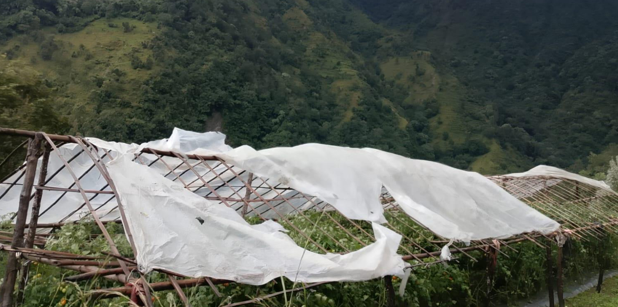 हुरीले गोलभेँडा खेतीमा क्षति