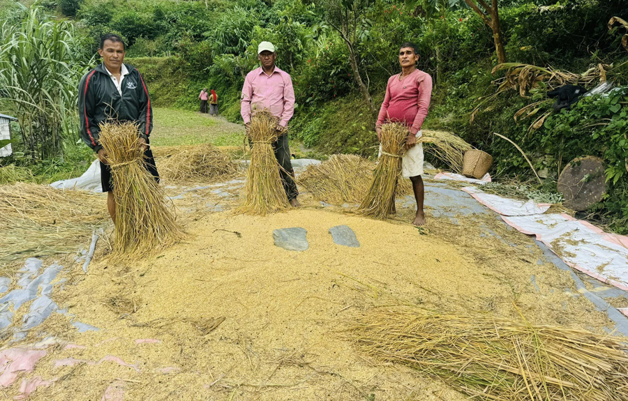 म्याग्दीमा धान र कोदोको उत्पादन बढ्यो