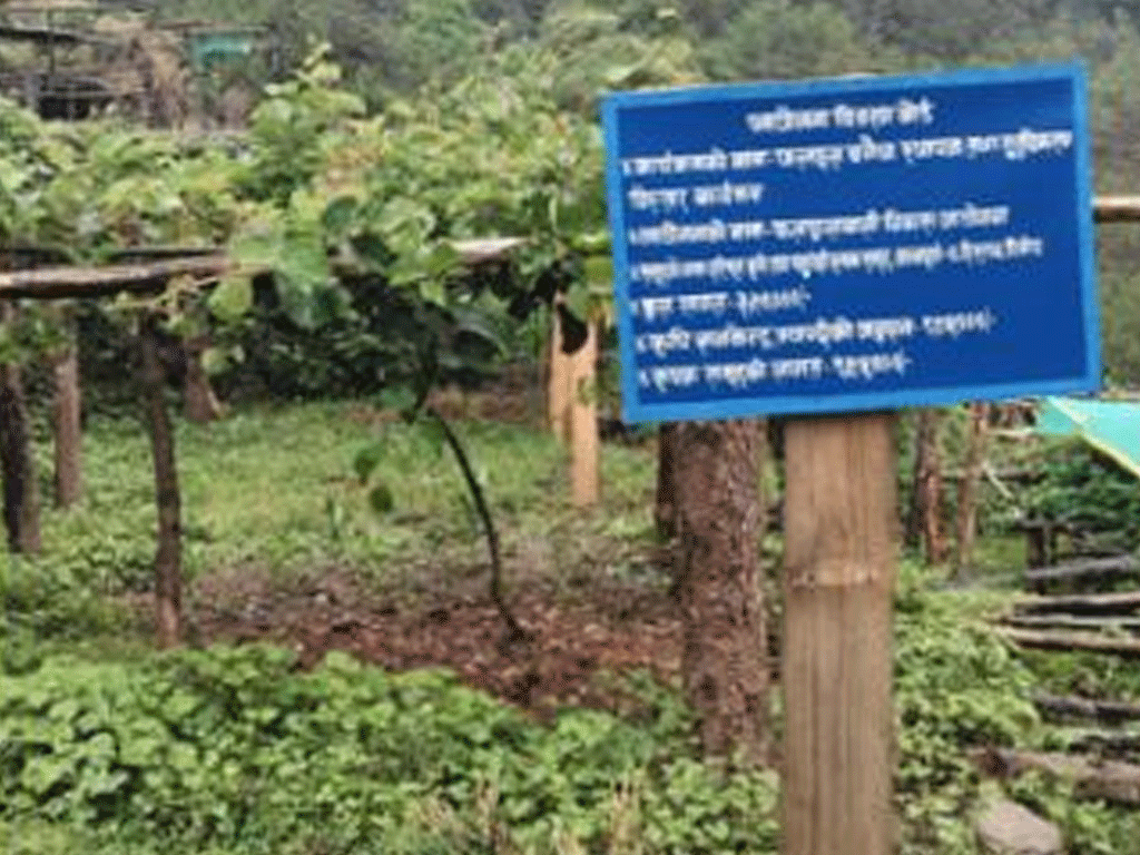 मसाला बाली खेती गर्ने किसानलाई अनुदान
