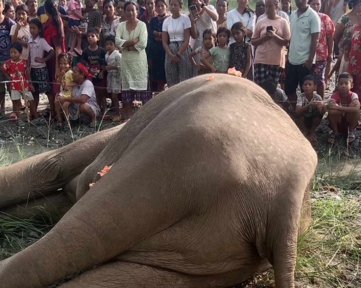 खोला किनारमा मत्ता हात्ती मृत भेटियो