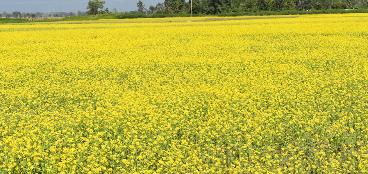 दाङमा तोरीखेतीको क्षेत्रफल र उत्पादन बढ्दै