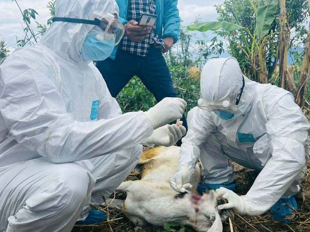 सुदूरपश्चिममा रेबिज संक्रमण बढ्दो, नियन्त्रणमा चुनौती