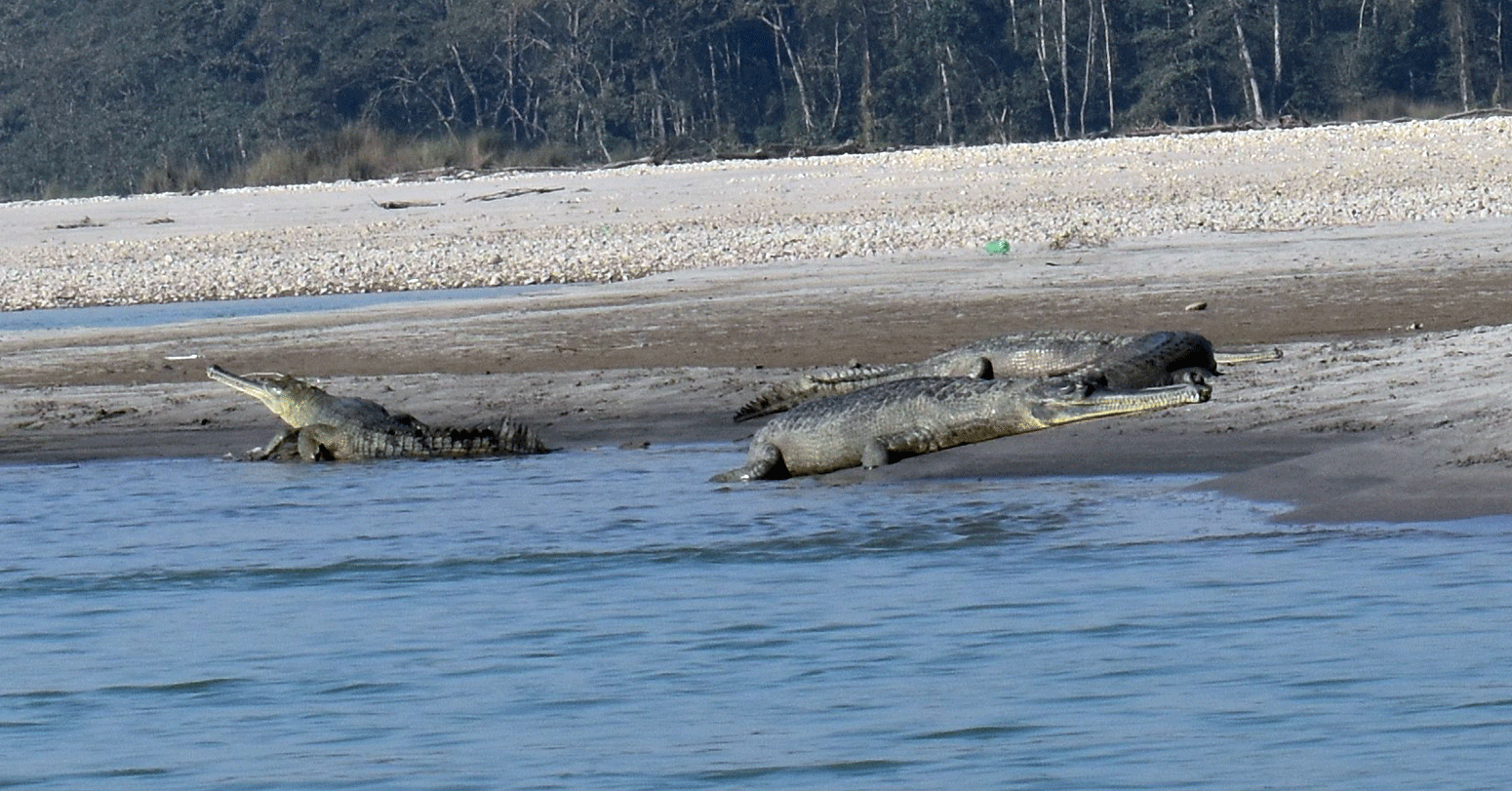 २५० गोही राप्ती नदीमा छाडियो