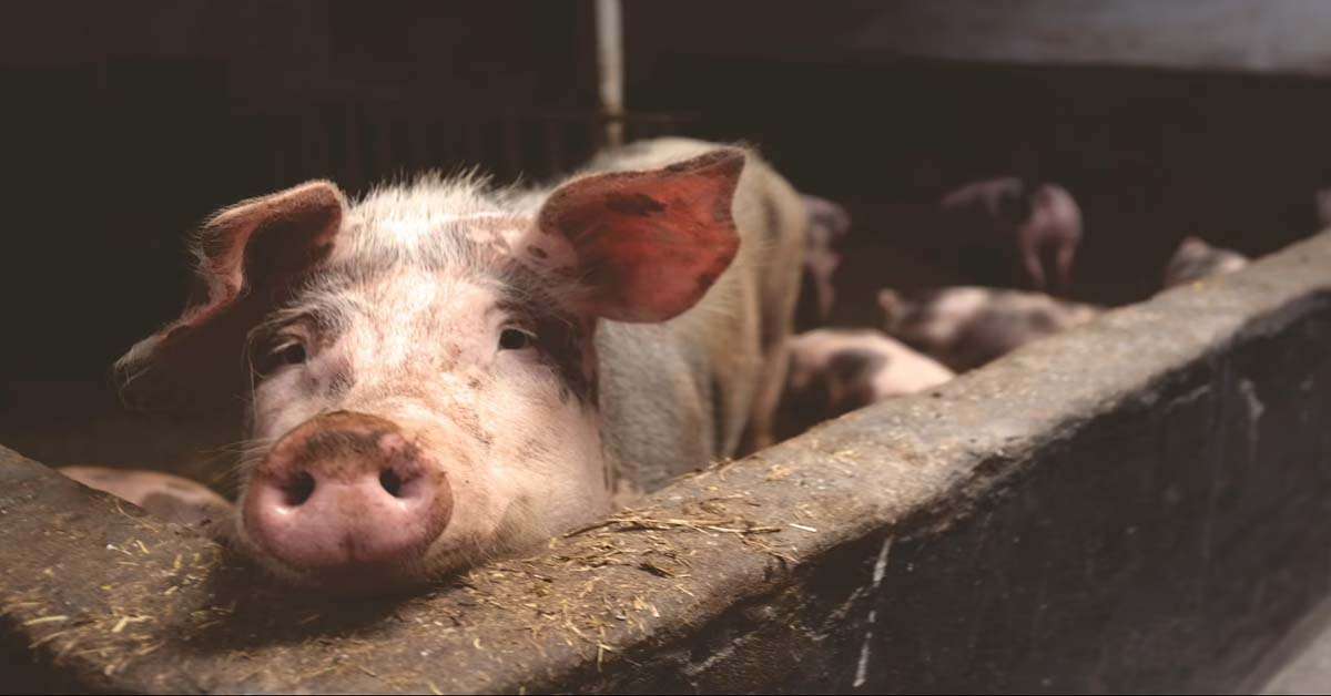 ‘अफ्रिकन स्वाइनफिभर’को जोखिम बढेपछि उच्च सतर्कता अपनाउन आग्रह