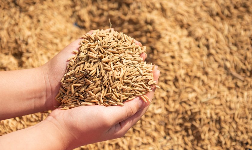 कैलालीमा धान उत्पादन घट्यो