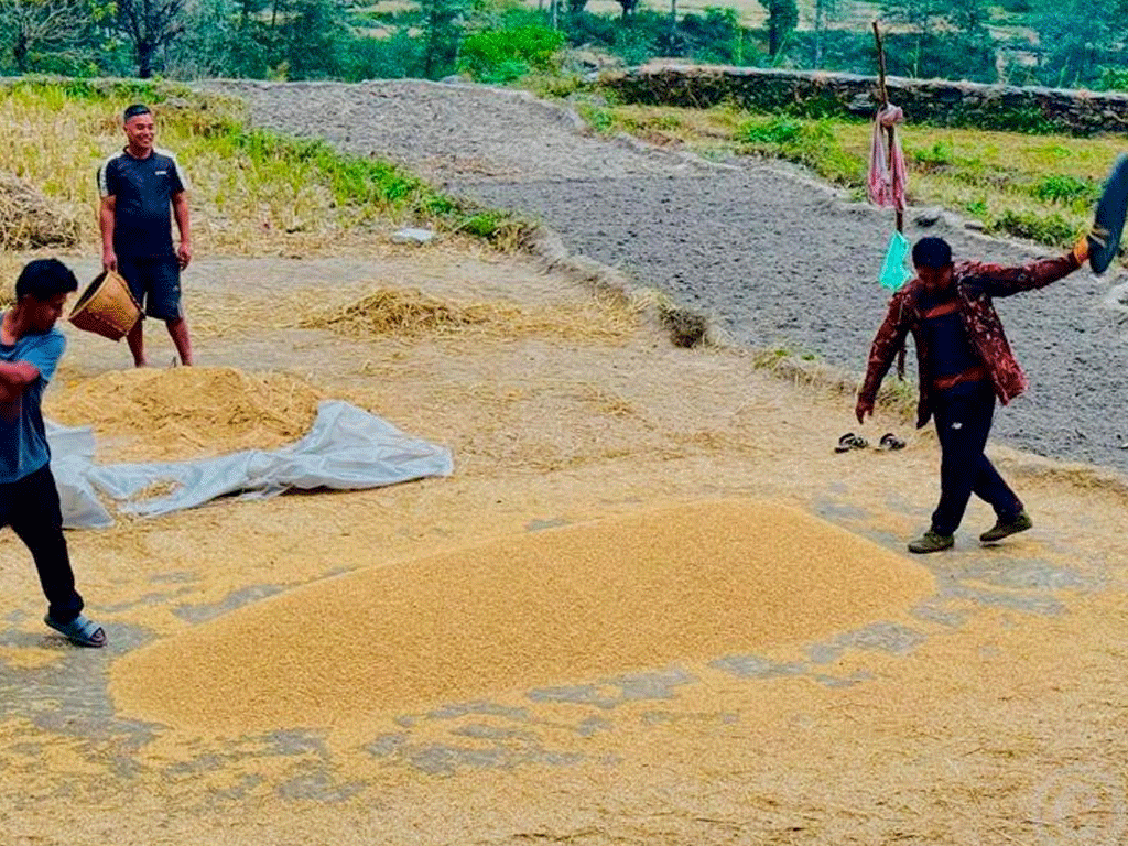 अनियमित मौसमको असर : यस वर्ष धान उत्पादन घट्यो