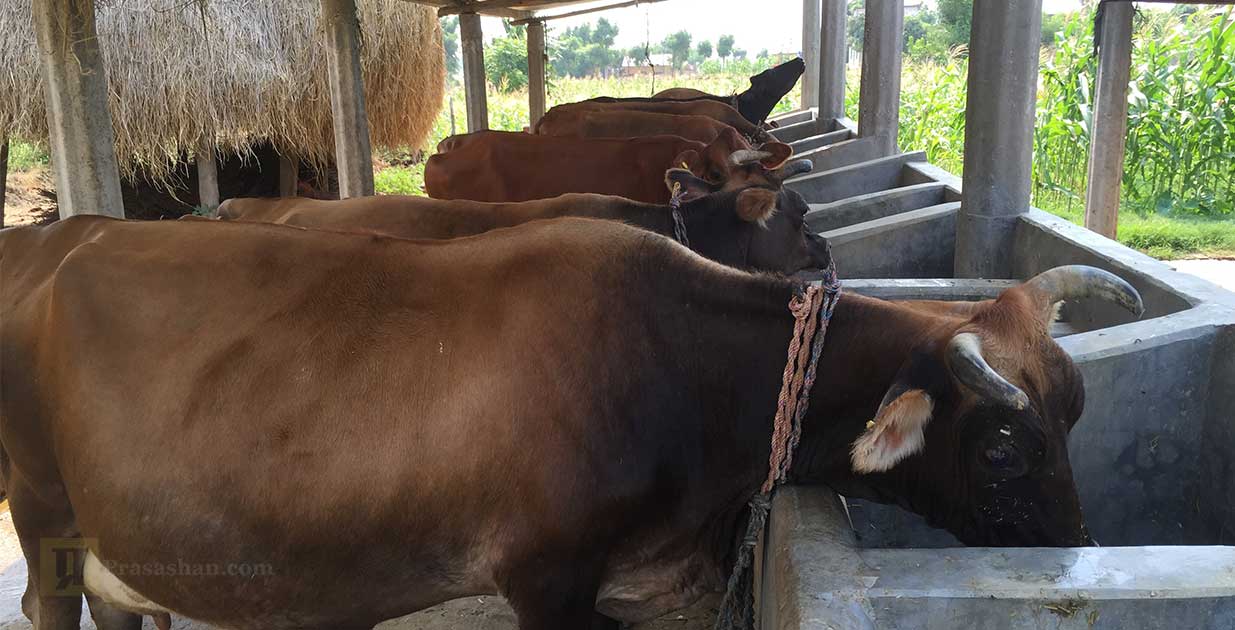 पशुबीमा कार्यक्रमबाट पनौतीका चार हजार किसान लाभान्वित