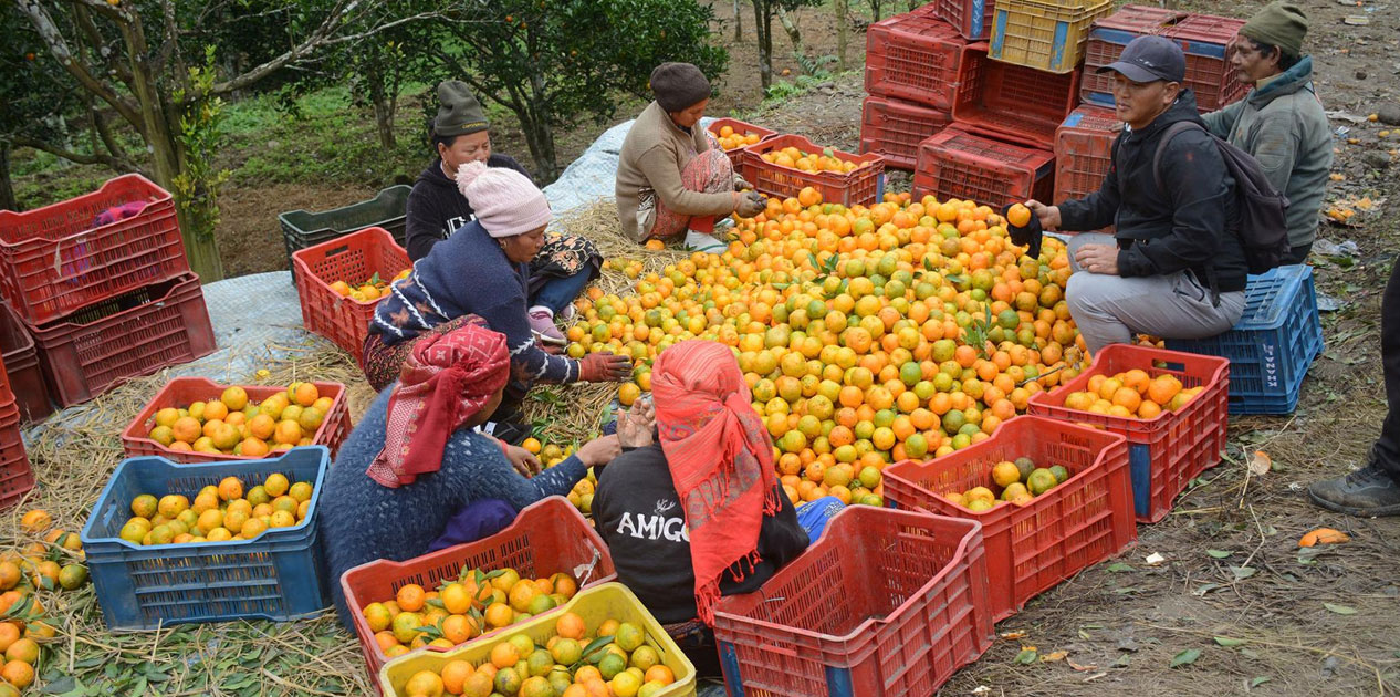 सुन्तला बेचेर तनहुँका कृषकले भित्र्याए करोडौँ