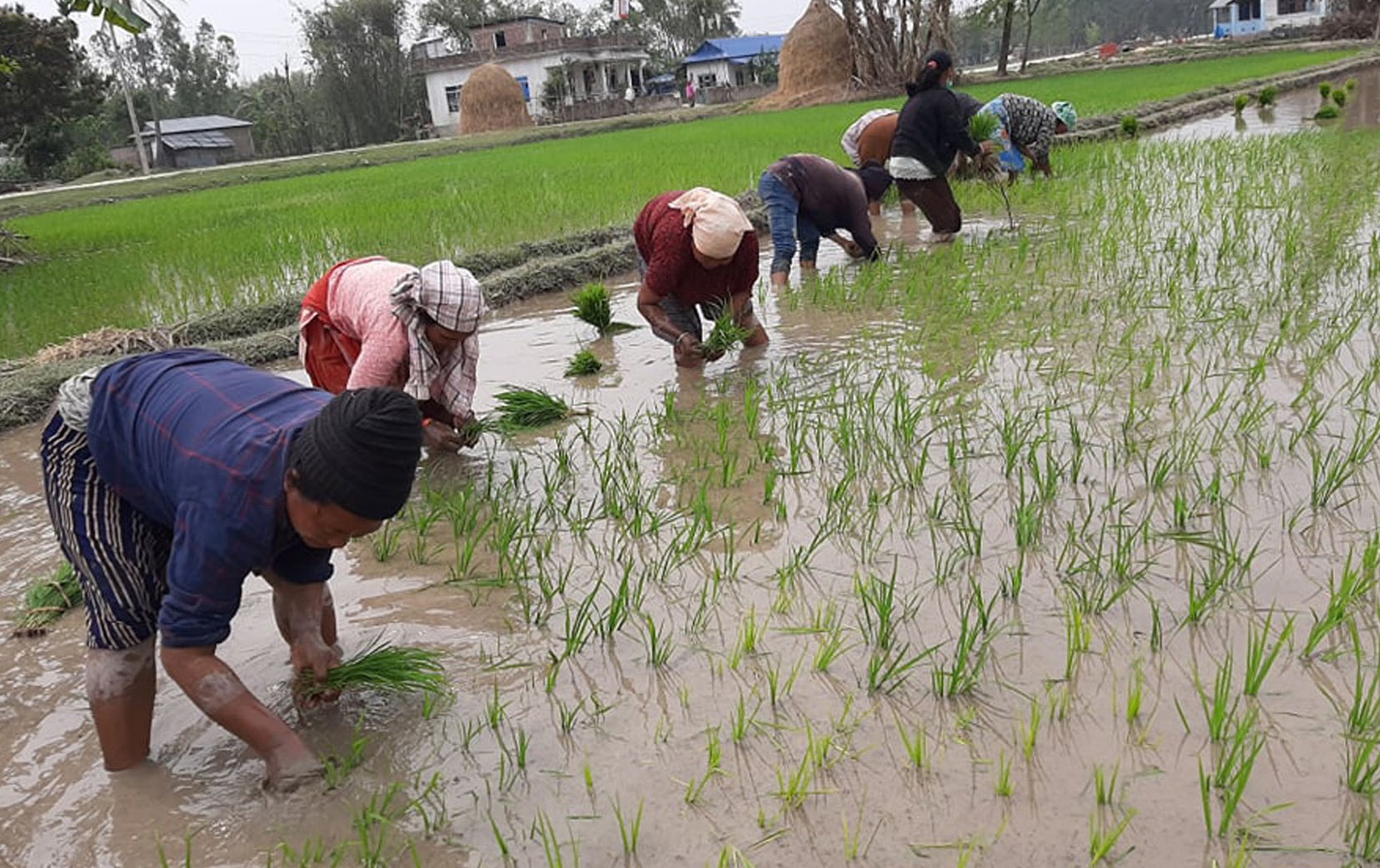 कोशीमा १४ प्रतिशत धान रोपाइँ