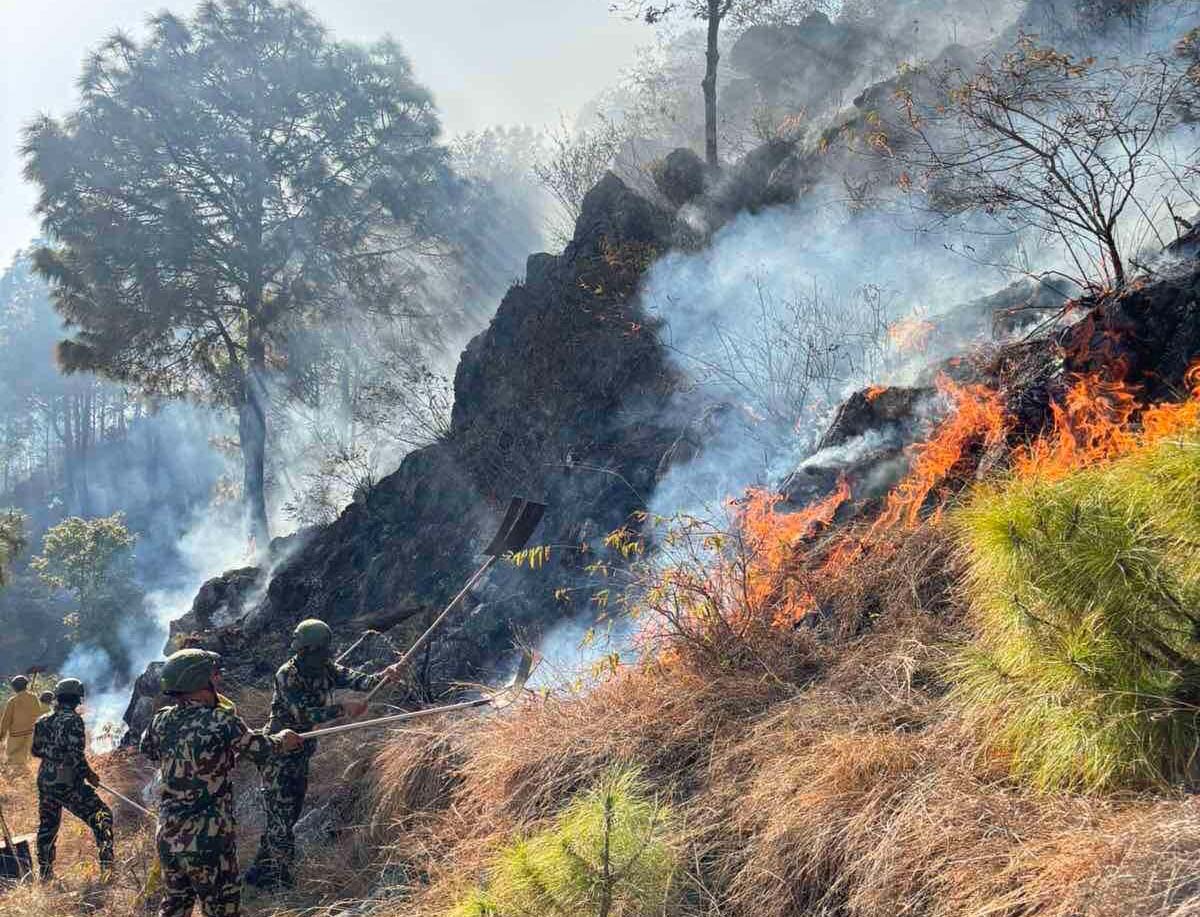 पाल्पा डढेलोः चार सामुदायिक वनमा क्षति