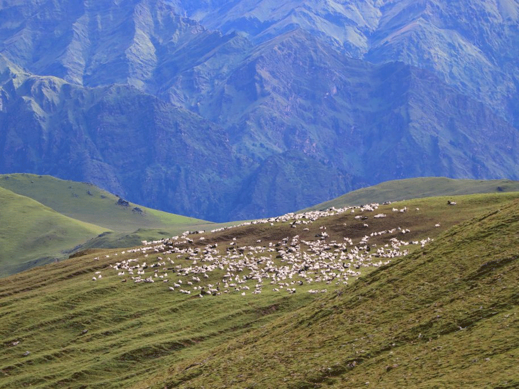 भेडी गोठमा भेटिए सम्पर्कविहीन तीर्थयात्री 