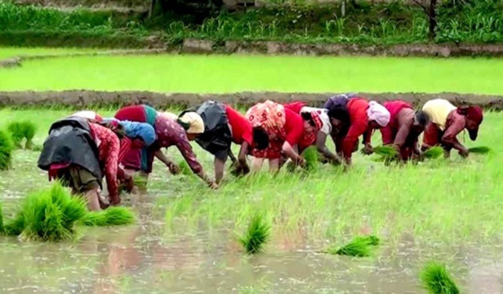 पचास प्रतिशत रोपाइँ मनसुनी वर्षाकै भरमा