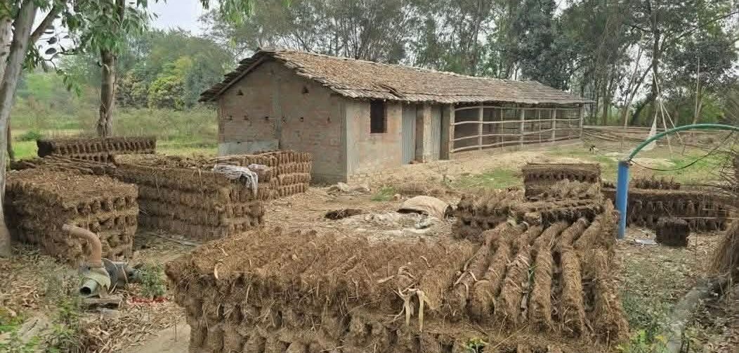 मधेशका गाउँमा गोइँठाकै भर, छैन गयास अभावको चिन्ता