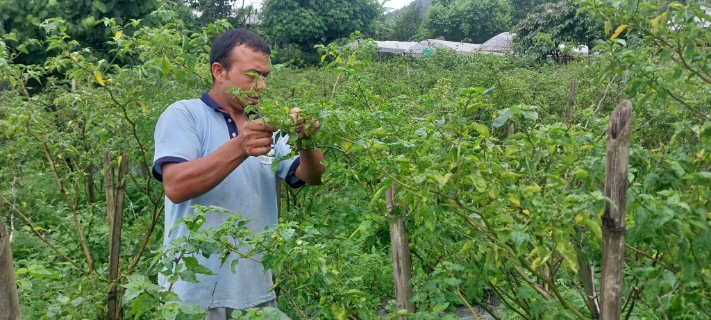 पिरो अकबरेबाट वार्षिक १५ लाख कमाइ गर्दै खड्गबहादुर