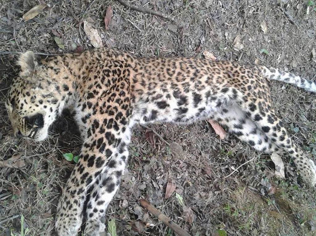 खोला किनारमा चितुवा मृत फेला