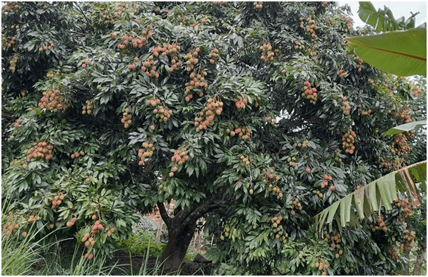 खोटाङको एउटै पालिकामा ७४ मेट्रिक टन लिच्ची उत्पादन