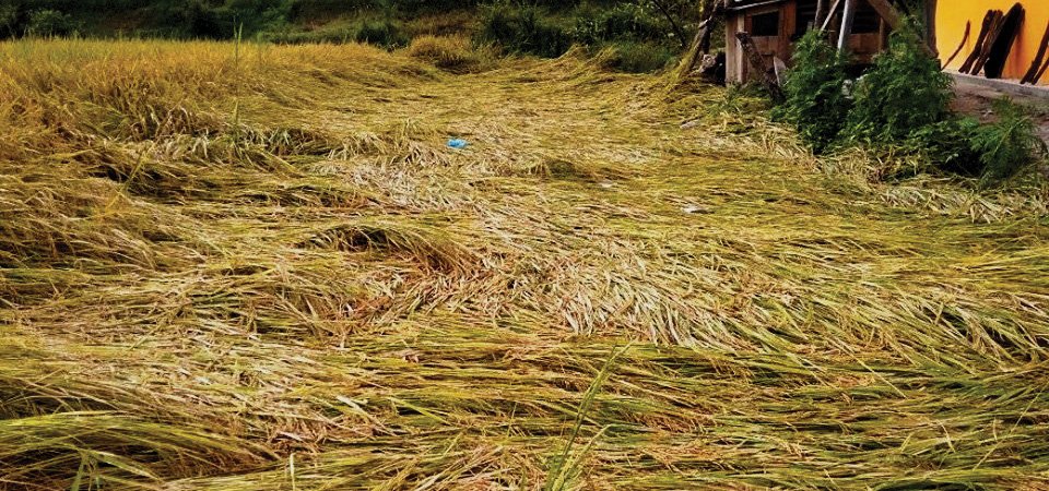 काभ्रेमा विपत्तिः १५१ किसानलाई राहत उपलब्ध गराउन सिफारिस