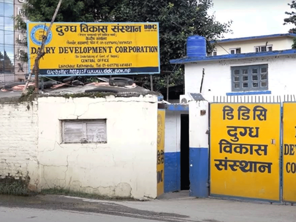 डीडीसीले दुध आपूर्तिकर्तालाई अनिवार्य नवीकरणको समय तोक्यो, साउनभित्र सम्पर्क गर्न आग्रह