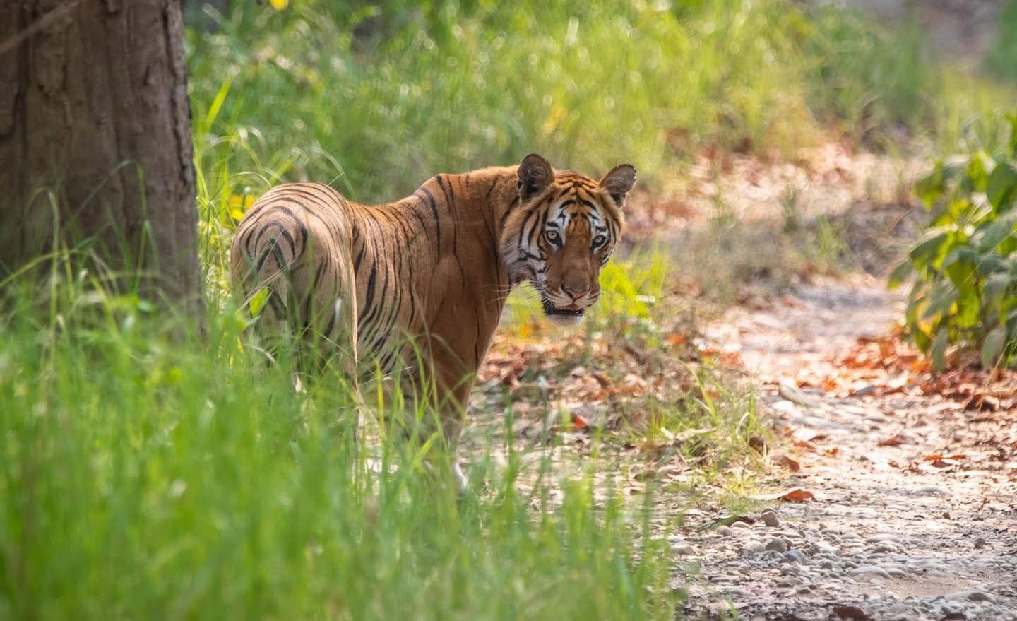 जलवायु परिवर्तनले बढायो बाघ र मानवबीच द्वन्द्व