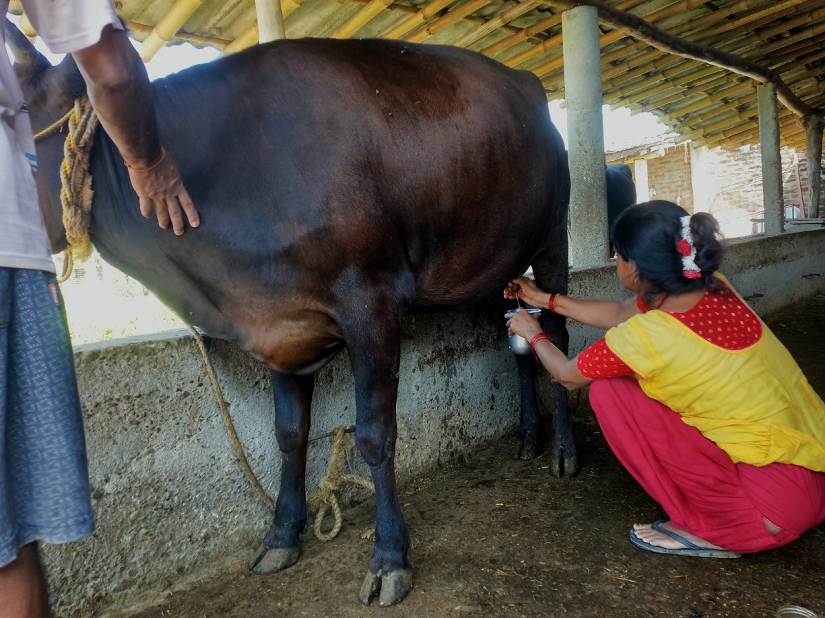 सर्लाहीमा गाईले नब्याउँदै दिन थाल्यो दुध