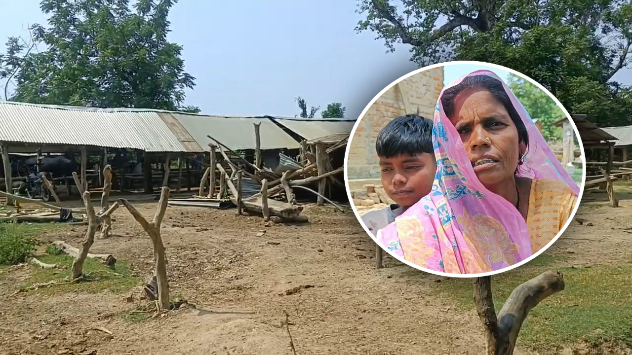 ९ भैंसी हराएपछि एकल महिलाको गोठ रित्तियो