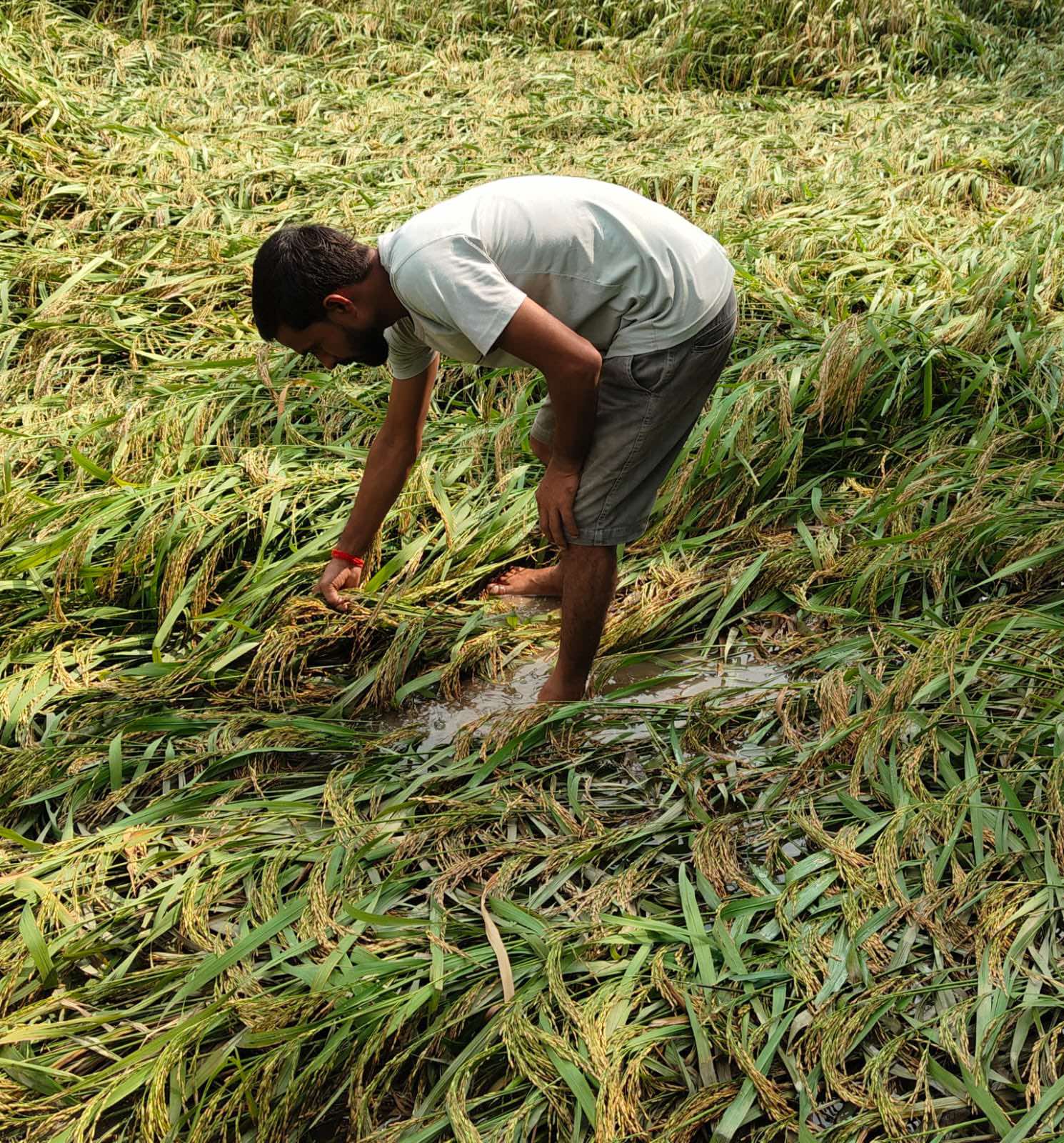 बाली भित्र्याउने समयमा पानी परेपछि.....
