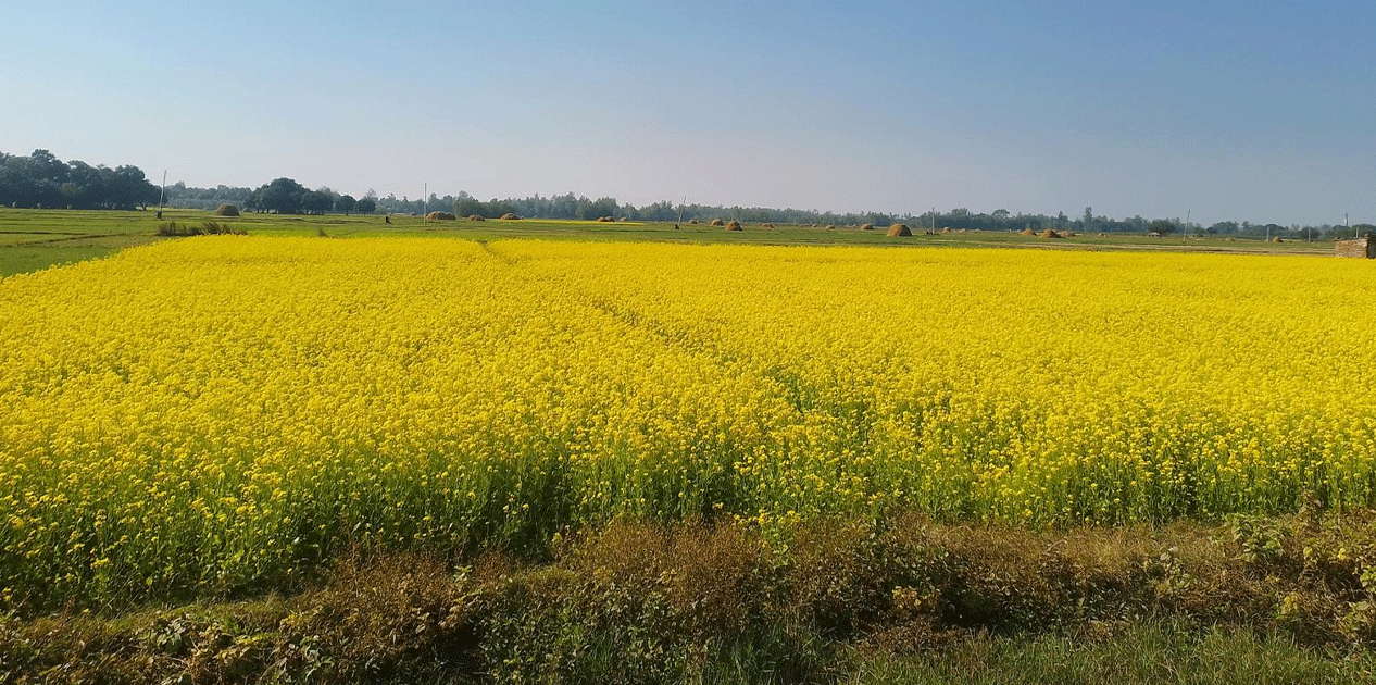 बाँकेमा तेलहन बाली उत्पादन घट्दो क्रममा