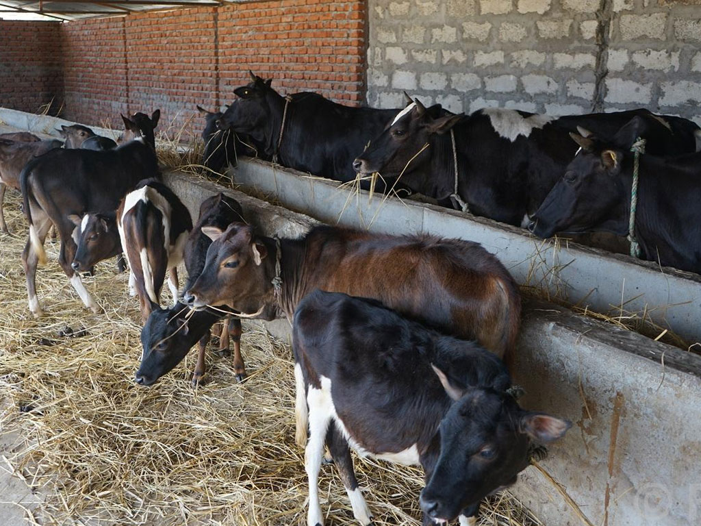 बागलुङमा राजमार्ग केन्द्रित कृषि तथा पशुपालन कार्यक्रम