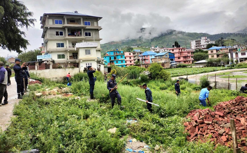 जुम्लामा आफैं उम्रेका अवैध गाँजा फँडानी