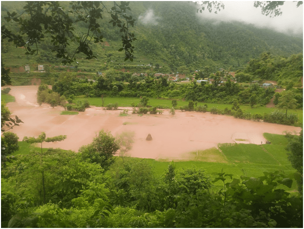 नुवाकोटमा बाढीले सयौँ रोपनी धानखेत बगरमा परिणत