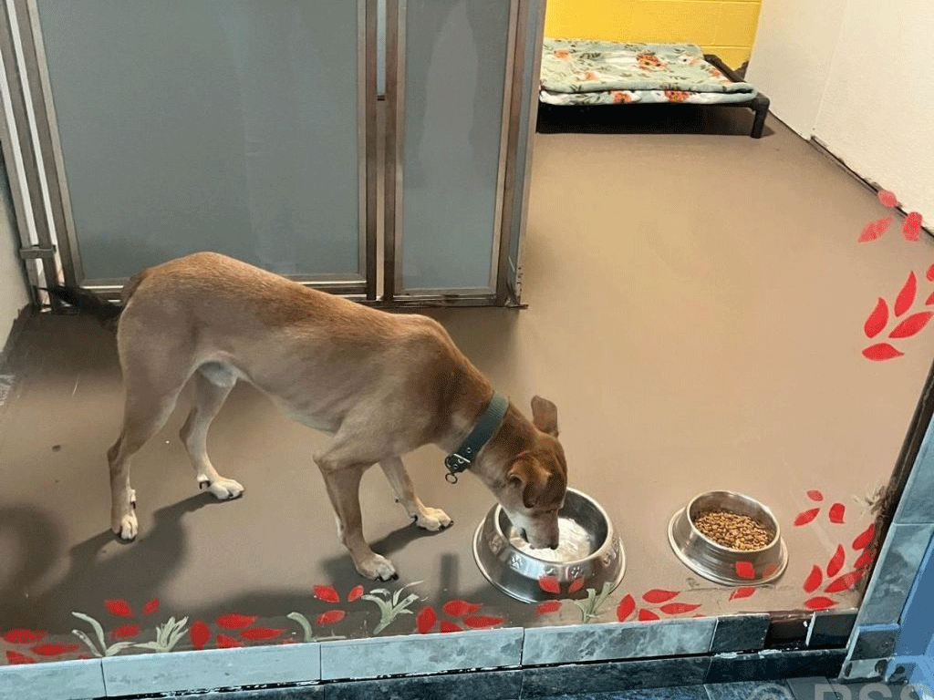 सडकमा छाडिएको कुकुर अमेरिका पुग्यो