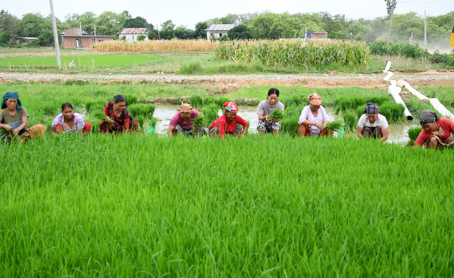 धानखेत घट्दा बढ्न सकेन उत्पादन