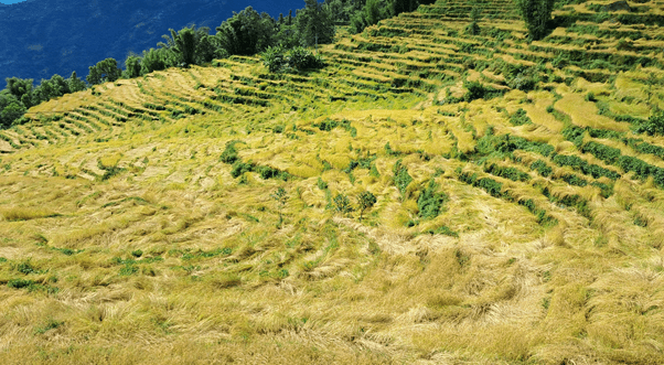 खोटाङमा ७० प्रतिशत धानबालीमा क्षति