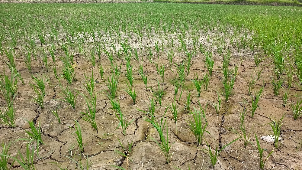 वर्षा नहुँदा धान उत्पादक किसान चिन्तित