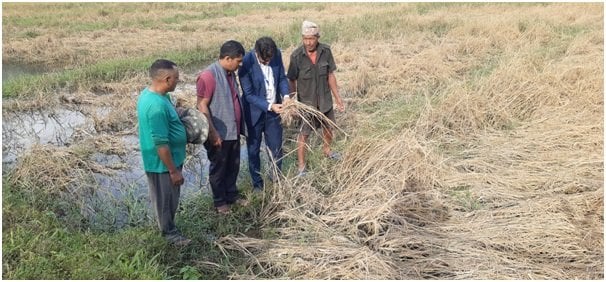 फेवाफाँटको जेठोबुढोमा गभारो : भित्राउने बेला धान न पराल