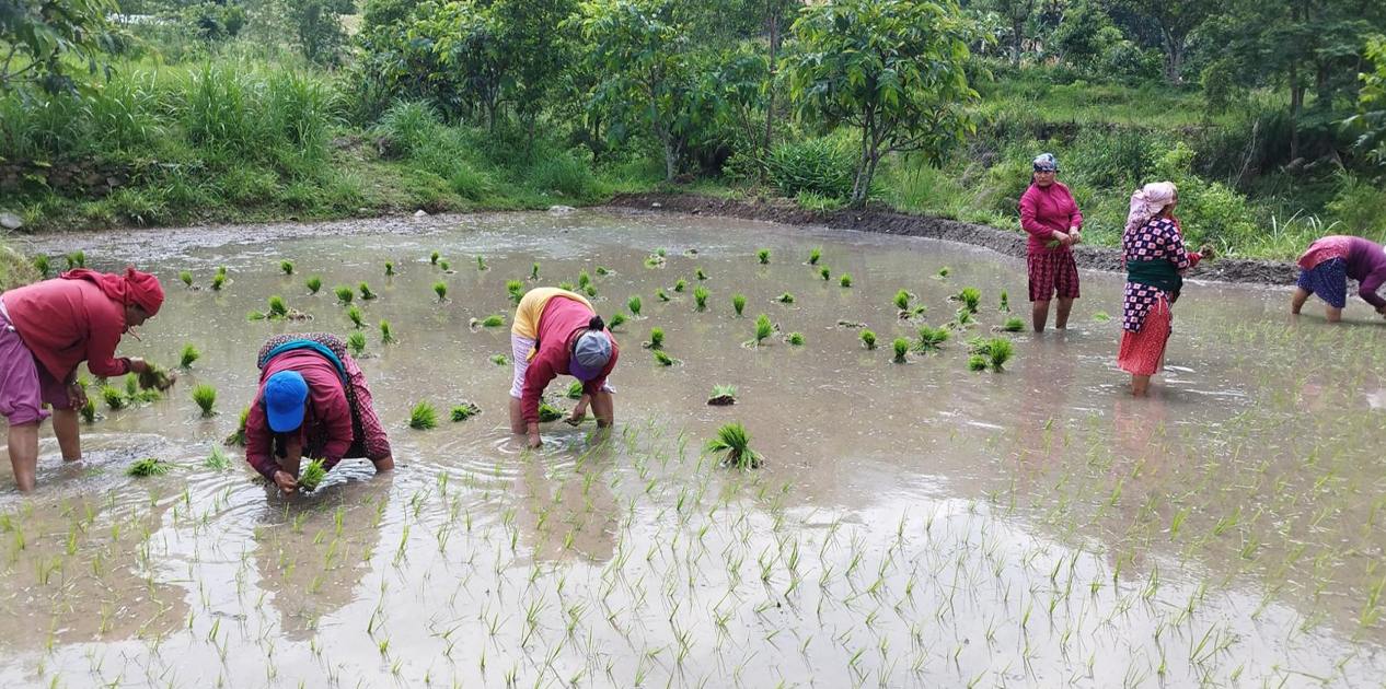 असार अन्त्यसम्म ५४.५२ प्रतिशत धान रोपाइँ, गत वर्षको तुलनामा गति सुस्त