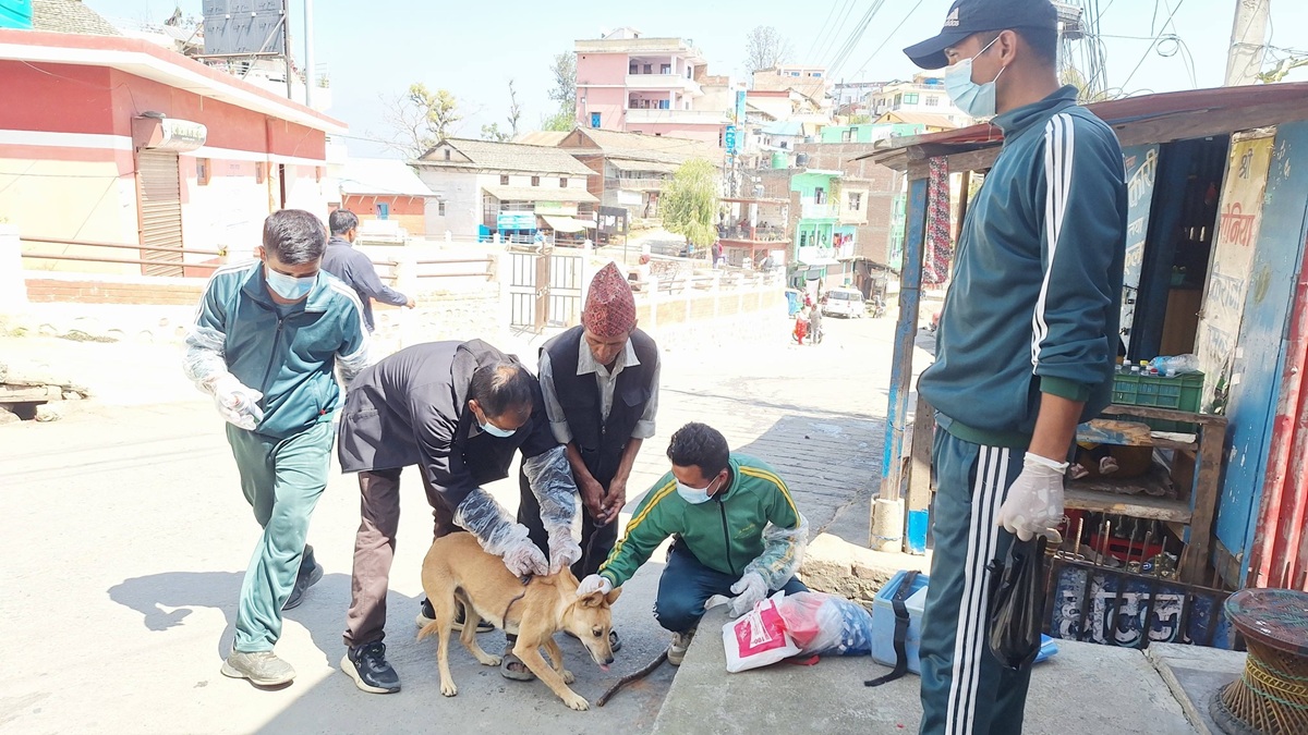 सल्यानमा कुकुरलाई रेबिजविरुद्ध खोप अभियान