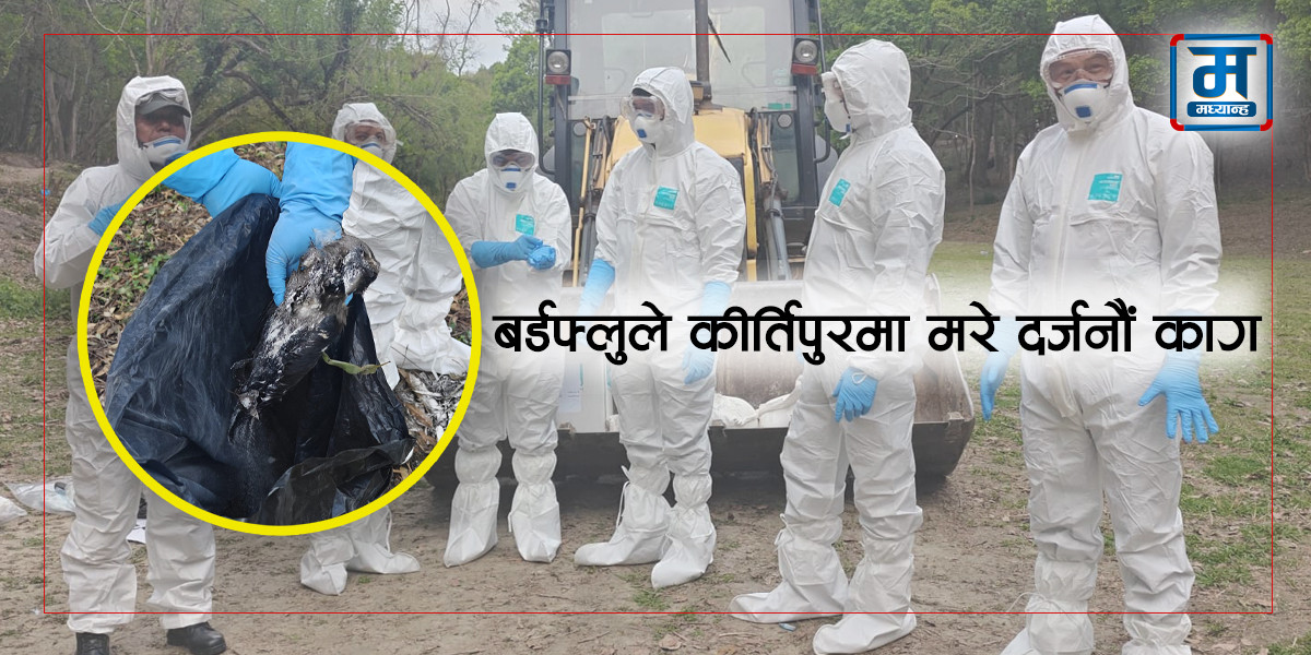 बर्डफ्लुले कीर्तिपुरमा मरे दर्जनौं काग