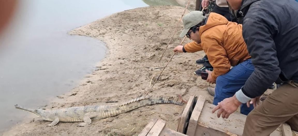 बबई नदीमा १० वटा घडियाल गोहीका बच्चा छाडियो