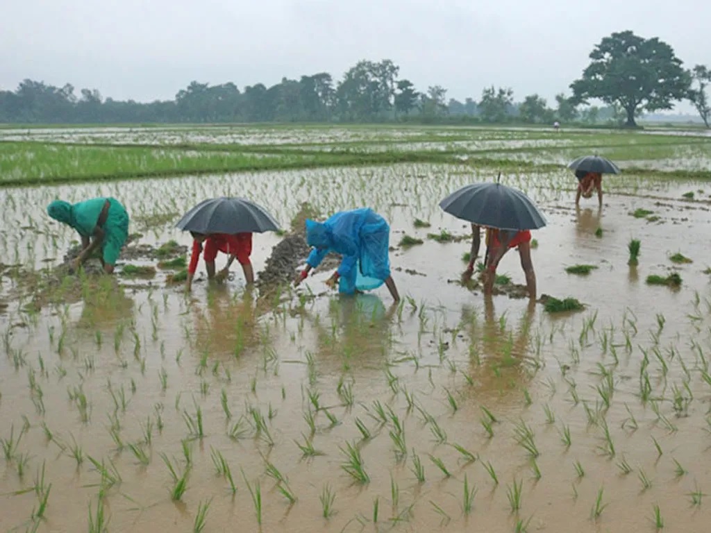 पर्सामा ६० प्रतिशत रोपाइँ