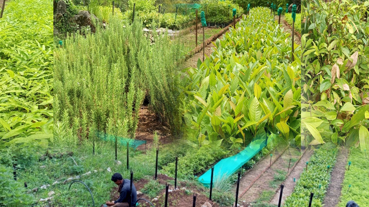 सल्यानमा आम्दानीको स्रोत बन्दै जडीबुटी